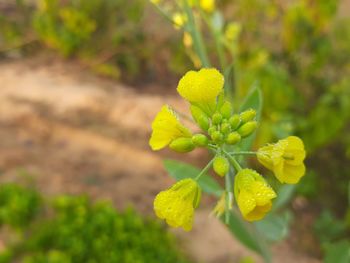 Close-up of yellow flowering plant in field