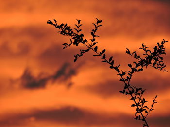 Low angle view of silhouette tree against orange sky