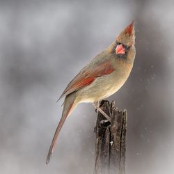 Close-up of bird perching on branch