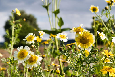 Close-up of yellow flowering plants on field