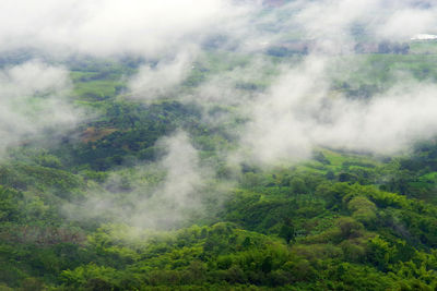 Scenic view of foggy forest