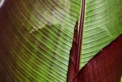 Full frame shot of palm leaf