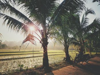 Palm trees on landscape against sky