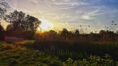 Plants growing on land against sky during sunset