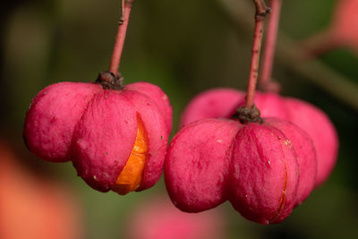 Spindle, euonymus europaeus, close-up of the fruits in autumn