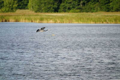 Bird flying over sea