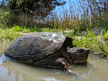 View of a turtle in calm lake