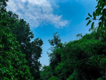 Low angle view of trees against sky