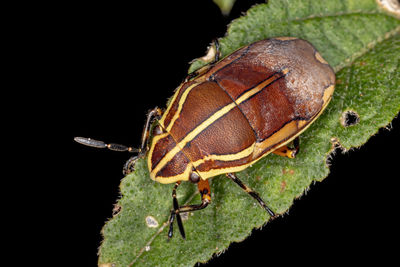 Close-up of insect over black background