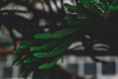 Close-up of rope tied up on tree