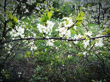 Plants growing on tree