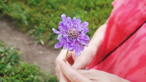 Close-up of hand holding purple flowering plant