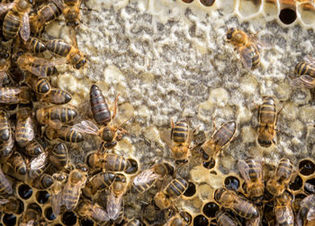 Mistress bee colonies. queen bee is larger than worker bee. quee
