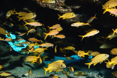 Fish swimming in sea