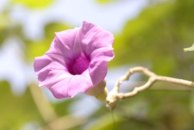 Close-up of pink rose flower