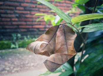Close-up of dry leaves on plant
