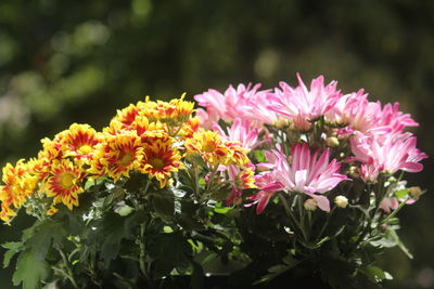 Close-up of pink flowering plants