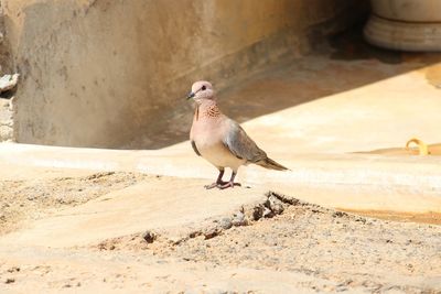 Close-up of pigeon perching