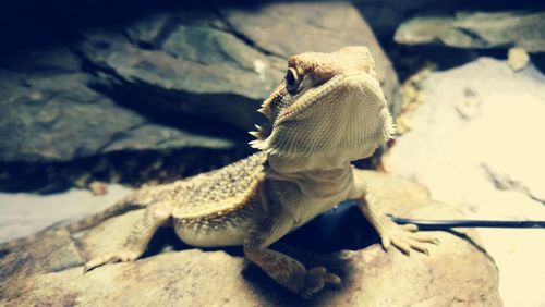 Close-up of lizard