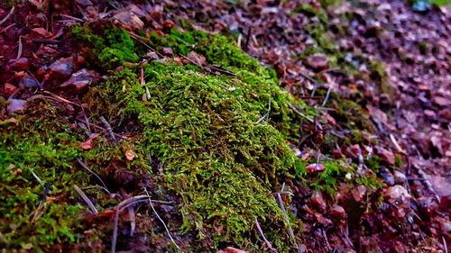 Close-up of moss growing on tree trunk