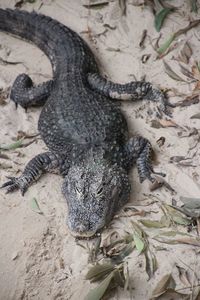 Close-up of crocodile