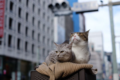 Close-up of cats on table against buildings in city