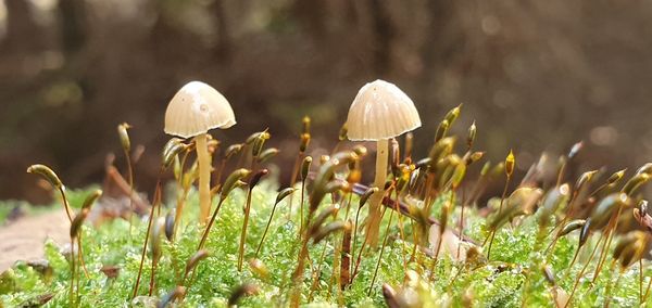 Close-up of mushrooms growing on field