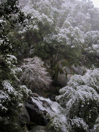 Stream flowing through rocks in forest