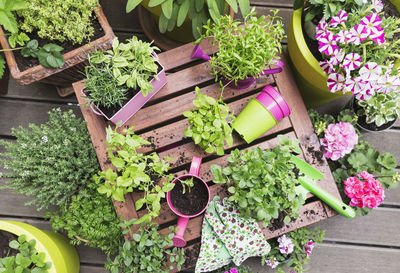 High angle view of potted plants