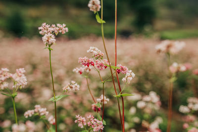 Close-up of pink flowering plants on field