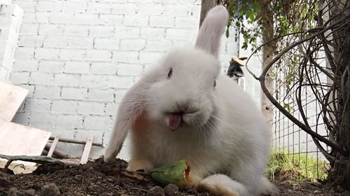 Close-up of rabbit in cage