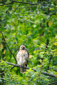 Bird perching on branch