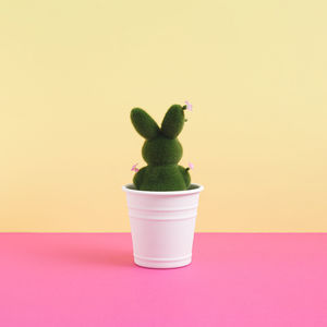 Close-up of potted plant against white background