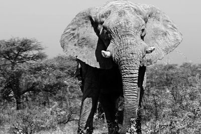 Elephant standing by trees against sky