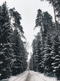 Road amidst trees against clear sky during winter