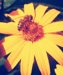 Close-up of honey bee on yellow flower