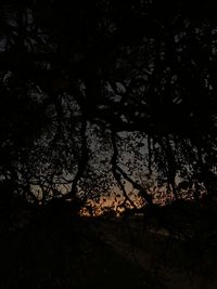 Low angle view of silhouette trees against sky at night