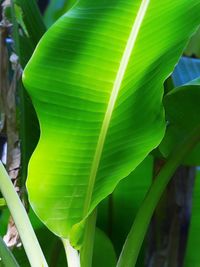 Close-up of plant