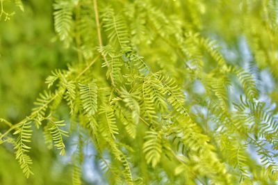 Close-up of pine tree