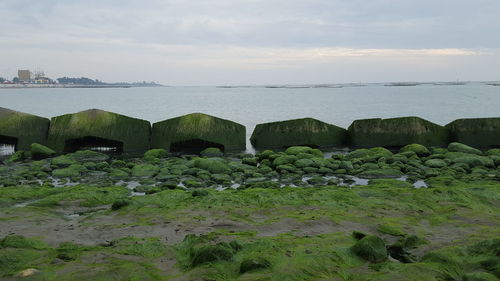 Moss covered stones against sea