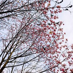 Low angle view of pink flowers on tree