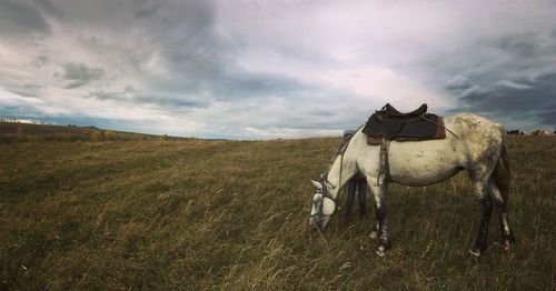 Horse grazing on field against sky