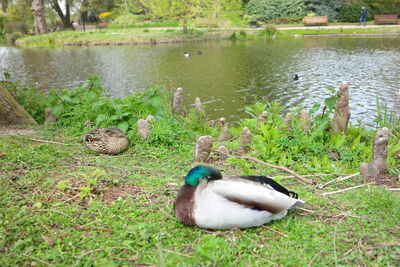 Ducks in pond