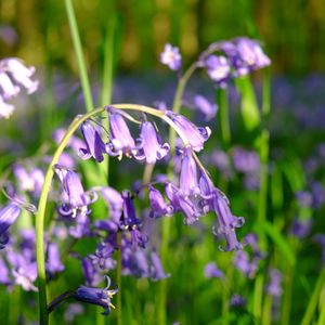 Close-up of purple flowering plant on field