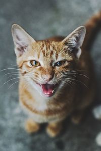 Close-up portrait of a cat