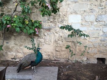 Bird on flower plant