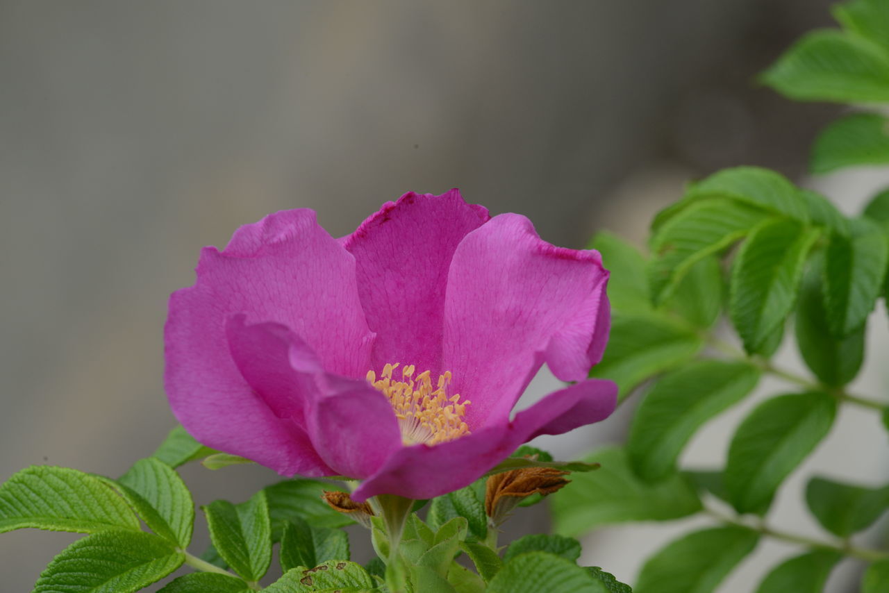 CLOSE-UP OF PINK FLOWER AGAINST BLURRED BACKGROUND