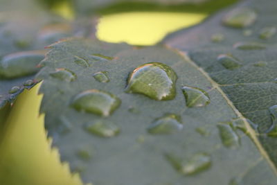 Close-up of raindrops on leaves