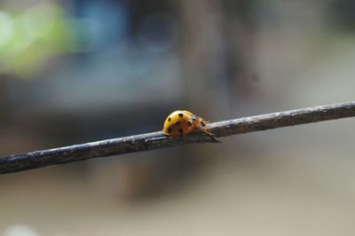 Close-up of insect perching outdoors