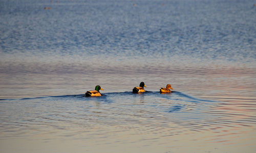 Ducks swimming in sea against sky